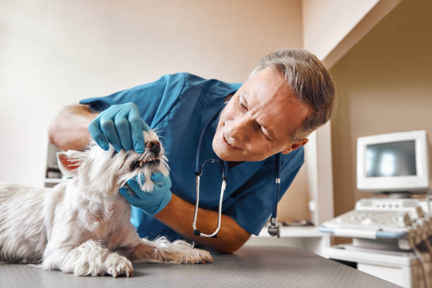Best Broken or Chipped Tooth Repair in Tamalpais Homestead Valley, CA